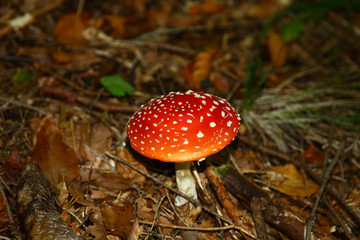 Fly agaric in the forest