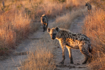Pair of hyenas hunting in the morning light