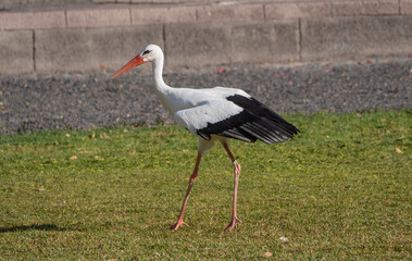 ciconia ciconia walking in the grass