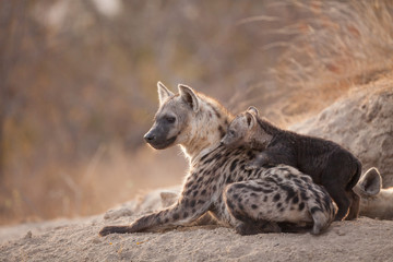African Spotted hyena with cub at her den