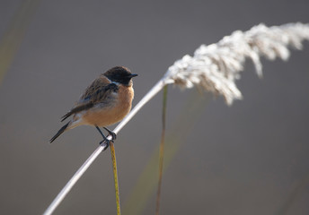 Stonechat (Saxicola torquatus) on the branch