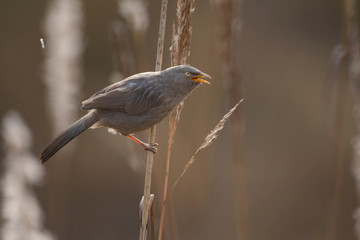 Jungle babbler