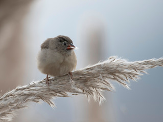  Red avadavat, munia or strawberry finch (Amandava amandava)