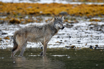 Wolf im Fluss