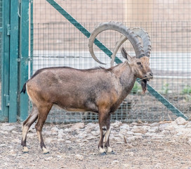 A Wild Animal Nubian Ibex with Big Horns