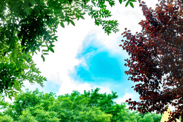 The tops of deciduous trees are green and red. view up to the cloudy sky. selective focus