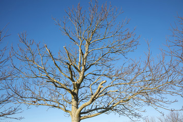 Tree silhouette against blue sky