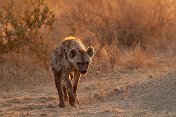Volwassen gevlekte hyena bij haar den