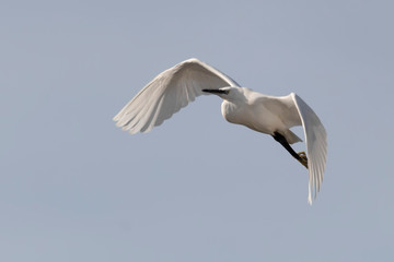 Little egret flying
