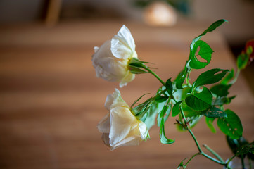 Rosa fiore