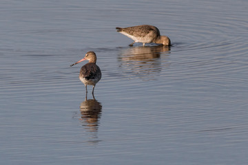 black-tailed godwits