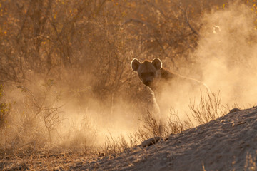 Spotted hyena cub emerging through the dust