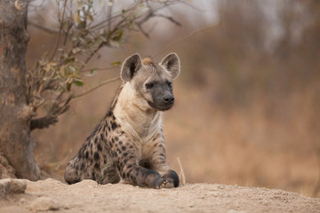 spotted hyena portrait, Timbavati, South Africa