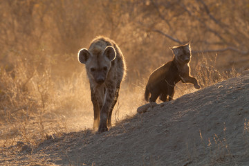 spotted hyena with cub at her den in morning light