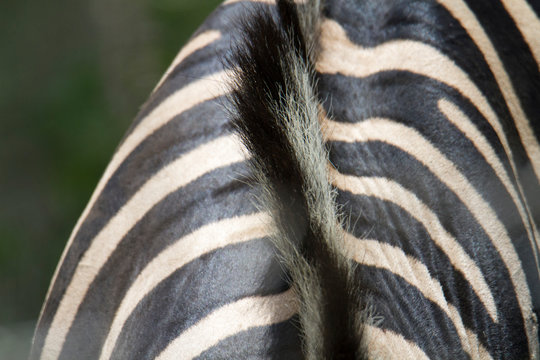 Close up of a zebra mane
