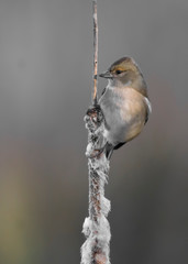 female chaffinch