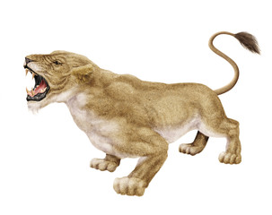 lionne blanc, fauve, bouche ouvert, menassent, beau, animal, crinière, savon, zoo, cirque, mordre, dangers, afrique , dent, majestueuse, illustration lion, lionne, animal, chat, faune, sauvage, mammif