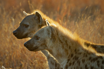 spotted hyenas in golden light