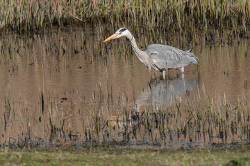 heron fishing