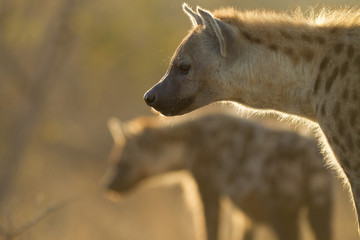 close up Spotted hyena portrait,