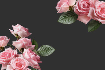 Pink roses bouquets isolated on dark gray background. Floral banner, header with copy space. Natural flowers wallpaper or greeting card.
