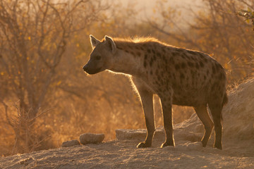 spotted hyena in Timbavati, africa