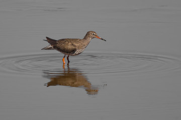 Redshank
