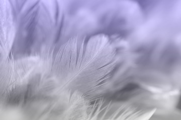 Vintage chicken feathers in soft and blur style background for design