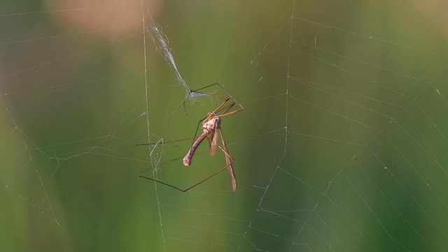 Marsh Crane Fly (Tipula oleracea) hit the spiderweb. Macro video of insects