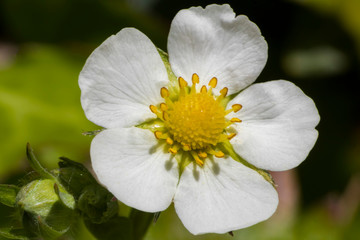 Obraz na płótnie Canvas white flower