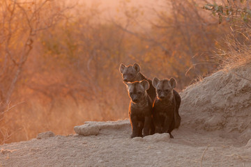 three young spotted hyena cubs at their den