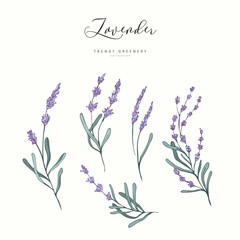 Floral lavender branch. Hand drawn wedding herb, plant elegant leaves for invitation save the date card design. Botanical rustic trendy greenery vector © merfin
