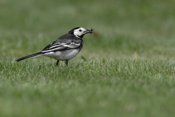 pied wagtail with a fly