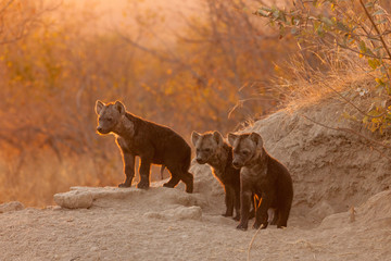 Three young spotted hyena cubs at their den