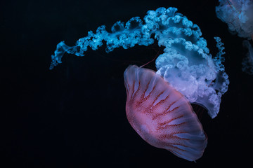 jellyfish south american sea nettle