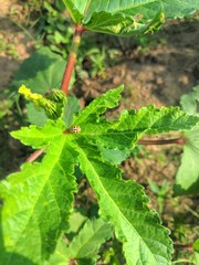 Bug on Okra leaf