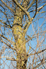 Tree silhouette with lichen against blue sky