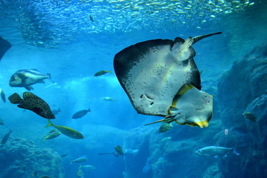 二匹で仲良く泳ぐアカエイ達