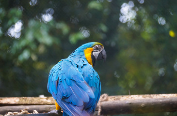 Caged Blue macaw at Darjeeling, West Bengal India