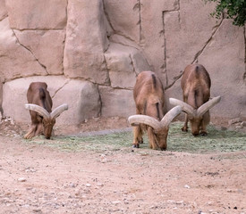 Wild Animal Barbary Sheep with Long Horns