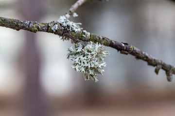 branch of a tree with silver moss