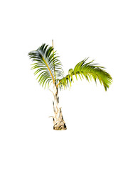 Betel palm tree isolated on white background.