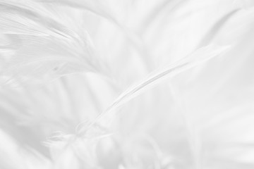 Fototapeta premium Beautiful line white feather wool pattern texture background