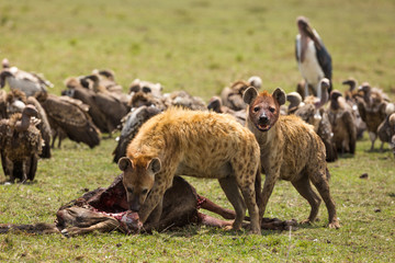 spotted hyenas feeding on carcass surrounded by vultures and marabou storks