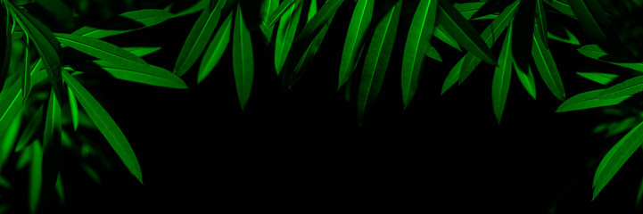 Plant branches with green leaves close up view. Natural environment, ecology, lush forest trees foliage. Beautiful botanical background with copyspace. Illuminated greenery at nighttime