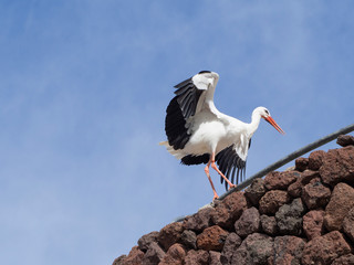 ciconia ciconia flying