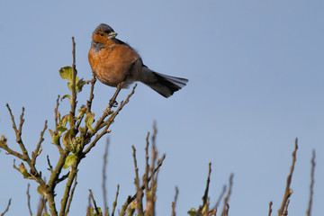 chaffinch on branch