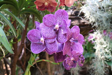 Orchid flowers in the Spring Day orchid garden for postcard design ideas, beauty and agricultural concepts.