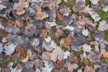 Fallen leaves in the grass