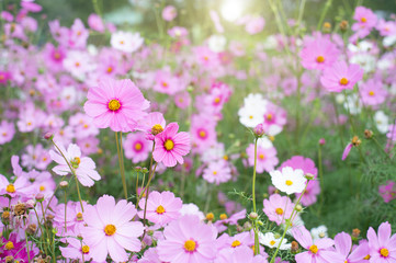 Fototapeta premium Field of cosmos flower gardens